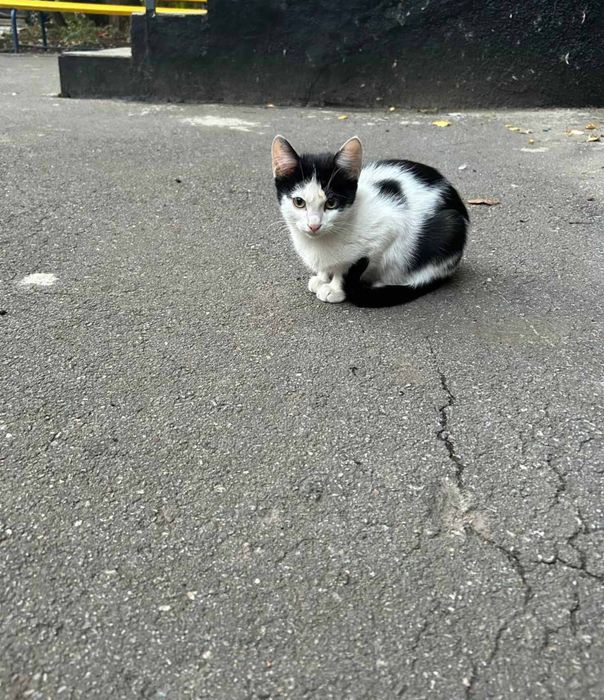 Отдам черно-белого котенка, мальчик, 7 месяцев