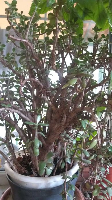 Грошове дерево або дерево щастя