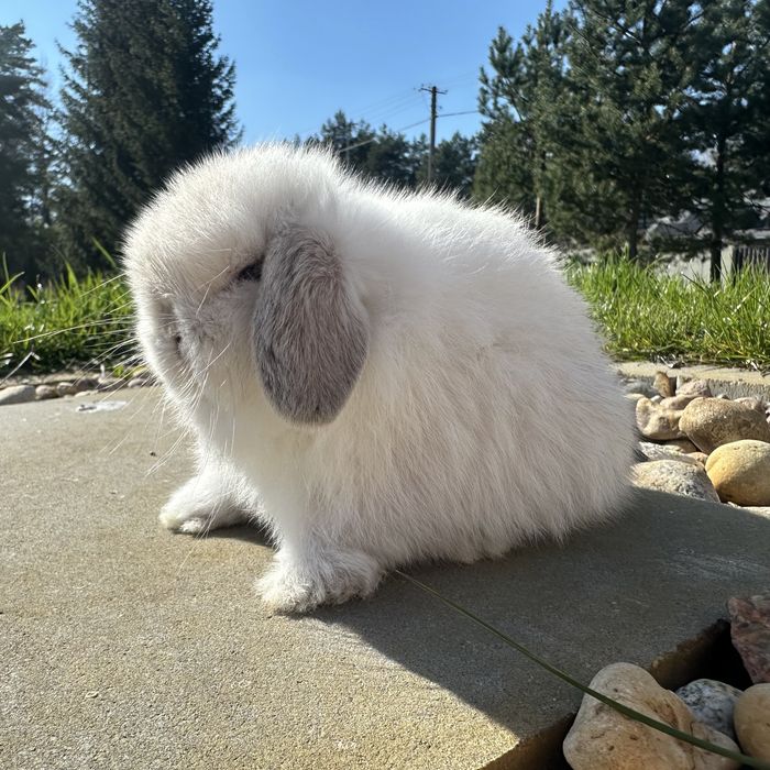 Królik Mini Lop TOP