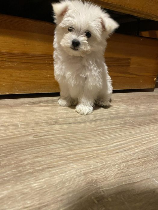 Sunia rasy maltanczyk