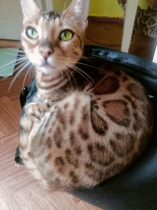 Бенгалка в добрі руки