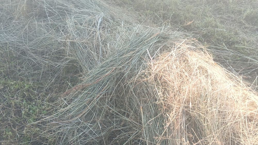 продам цьогорічне лугове сіно