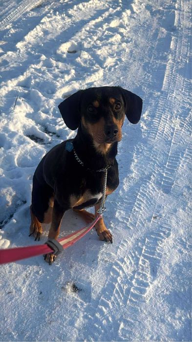 Gończy wegierki & doberman