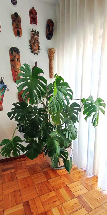 Planta Monstera - Costela-de-adão - com vaso