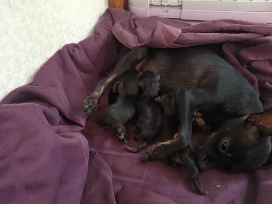 Мини той терьерчики