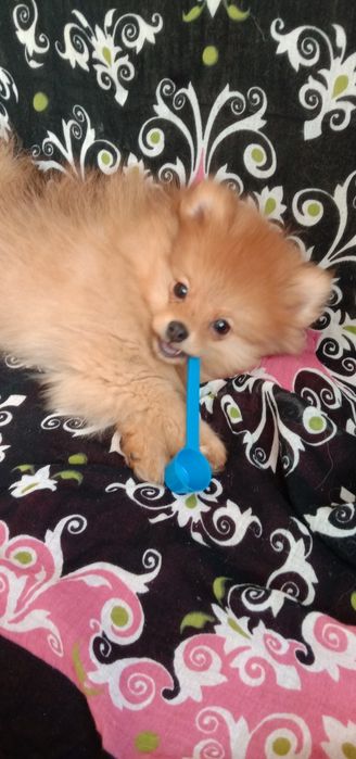 Шпіц Померанський