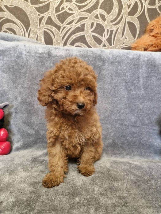 Хлопчики той пуделя