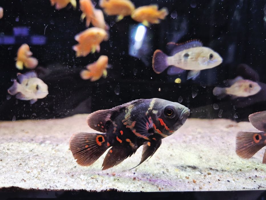 Pielęgnica pawiooka RED TIGER