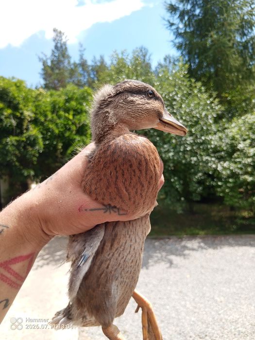 Biegusy/ call duck/ piżmówki