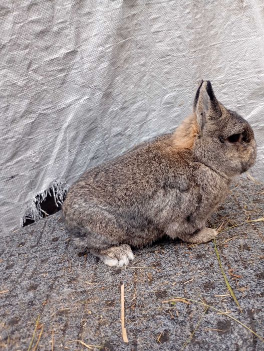 Sprzedam króliczka teddy samczyka z gołymi łapkami
