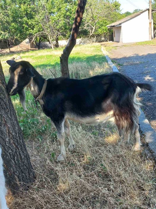 Продам козла зоанеінського