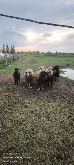 Продам сільськогосподарських тварин, вівці, барани, свині угорська мангалиця.