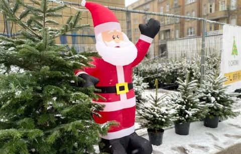 Choinki z dostawa poznan i okolice detal,hurt