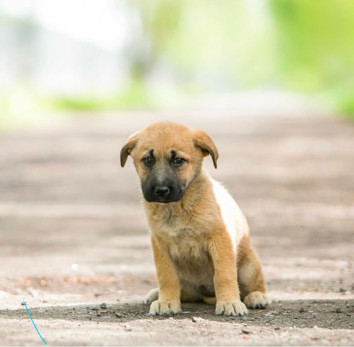 Цуценята безкоштовно