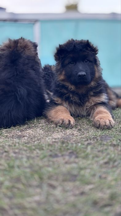 Owczarek niemicki długowlosy