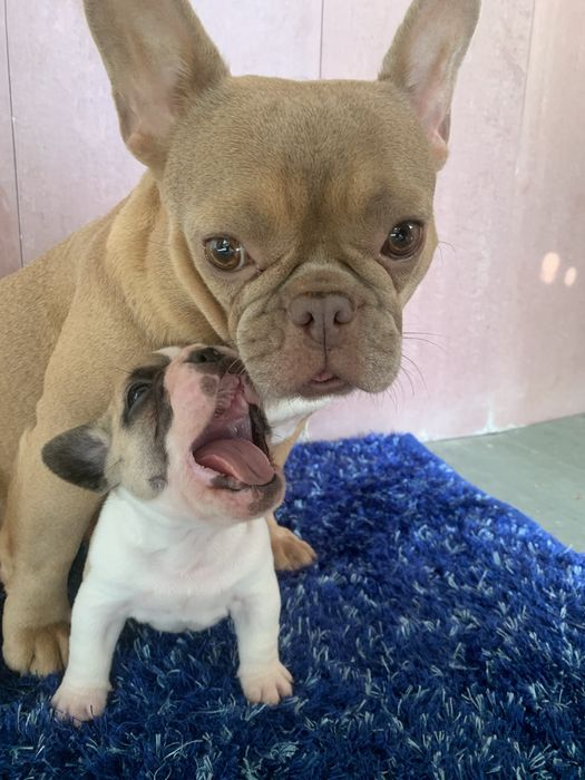 Bulldog frances fawn pied