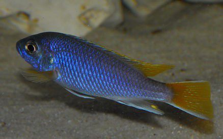 Pseudotropheus acei luwala. Pyszczaki z Malawi