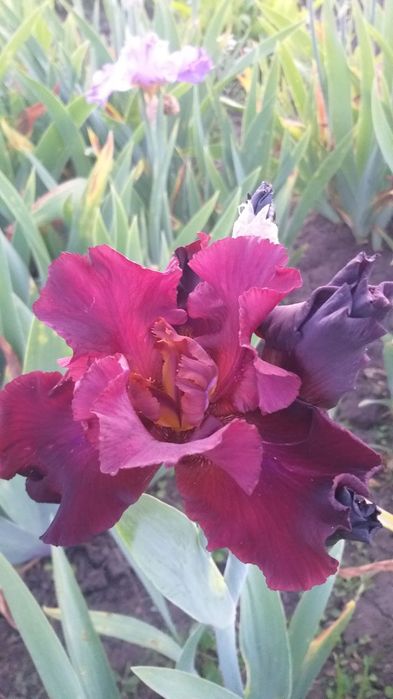 Продам набір ірисів