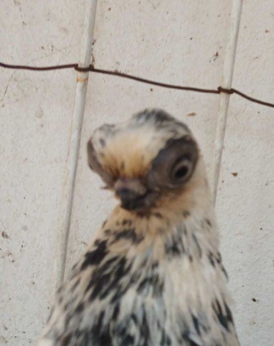 Gołebie ozdobne szek polski staluchy masciuchy