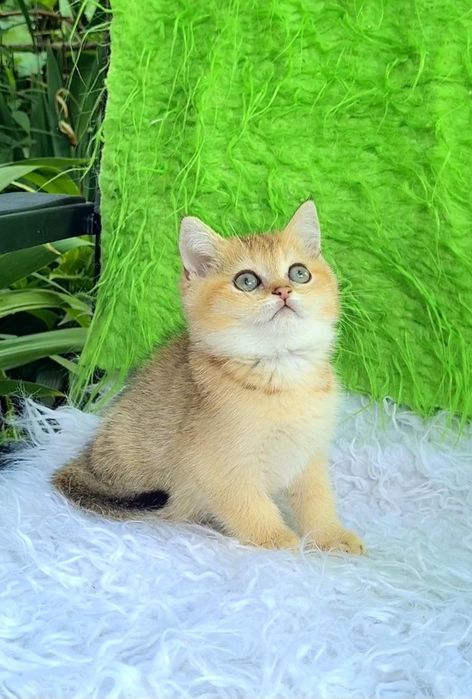 Красивые плюшевые как мишки