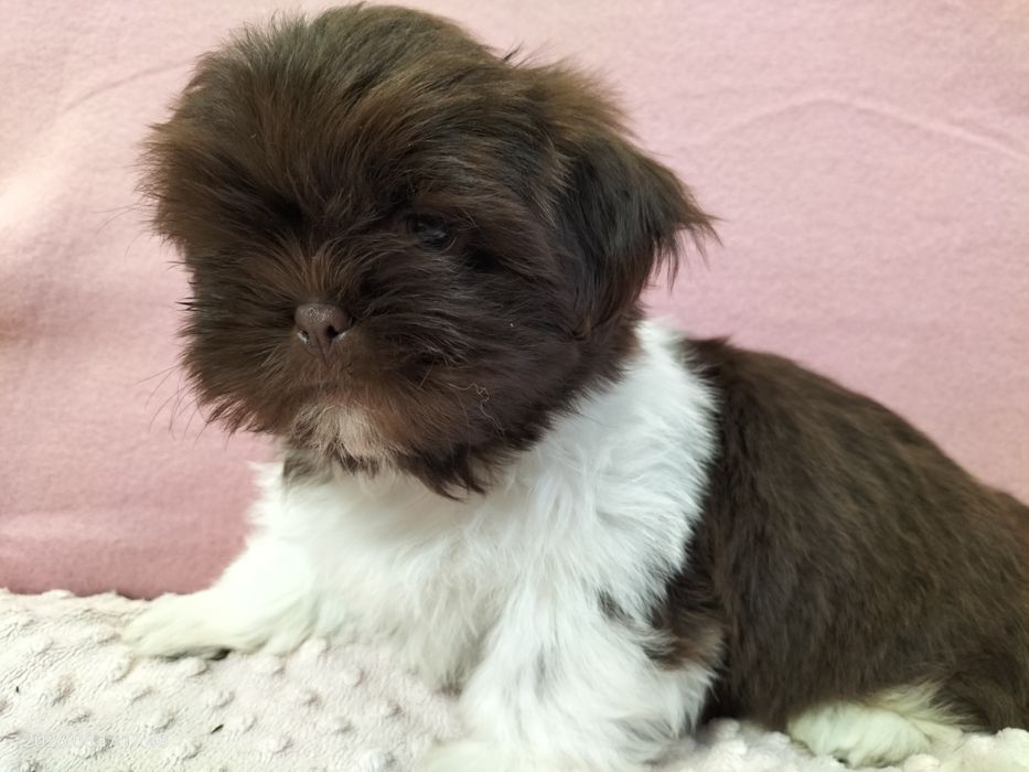 Piesek Shih tzu Rezerwacja