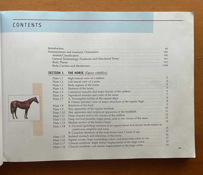 Spurgeon'S Color Atlas Of Large Animal Anatomy - The Essentials