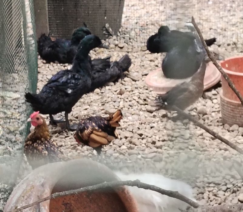 Patos cayuga jovens e adultos