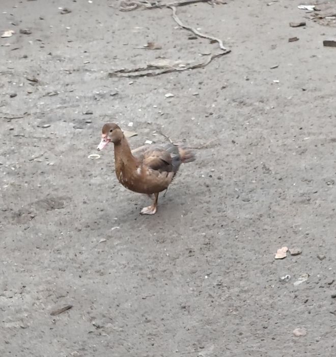 Kaczki piżmowe francuskie kolorowe