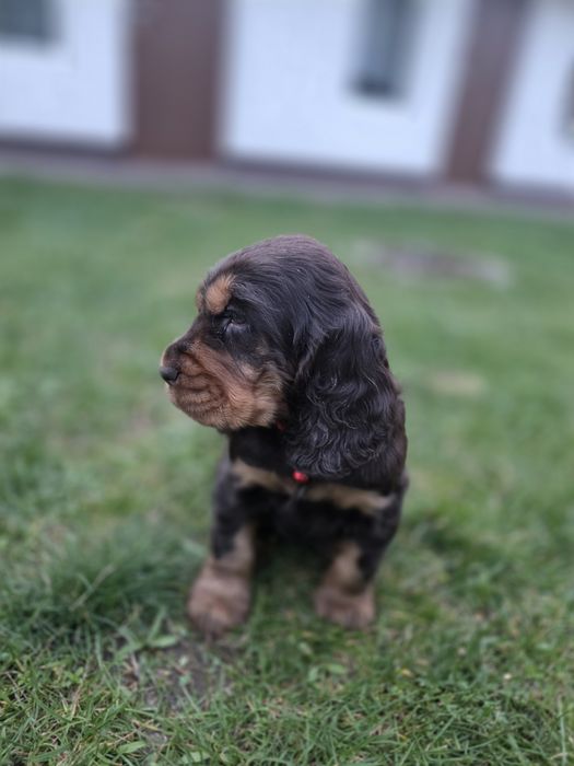Cocker Spaniel Angielski