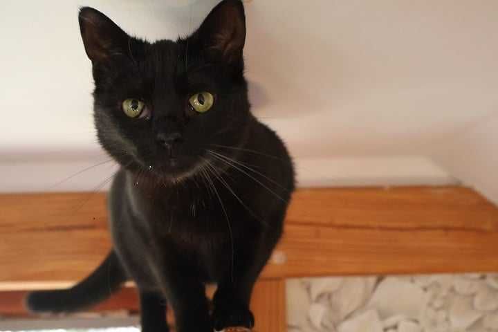 Tola Druga szuka domu