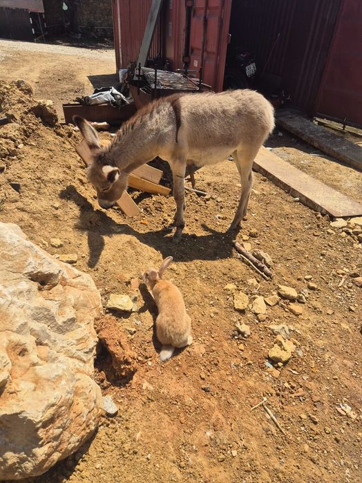 Vendo 4 burros 2 machos e 2 femeas