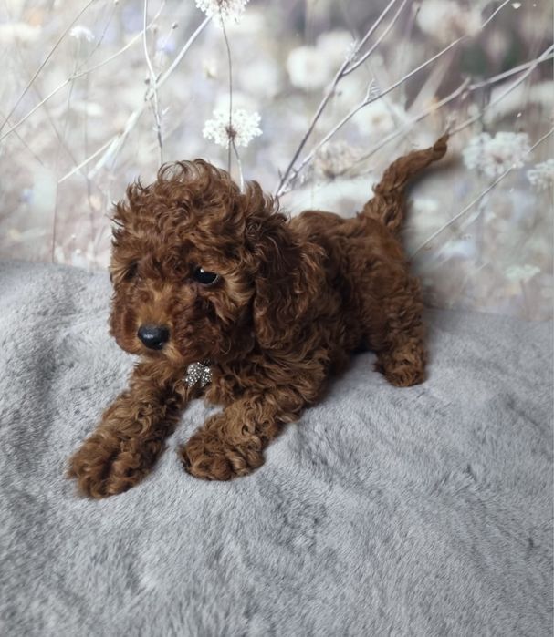 Rezerwacja Pudel Toy dziewczynka badania gen