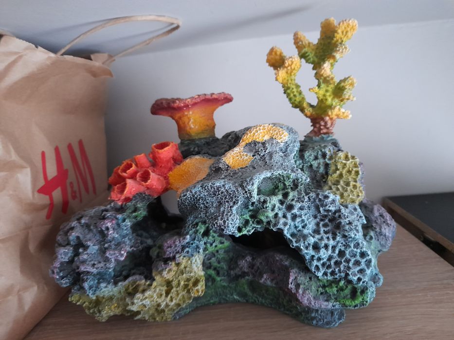 Koralowce do akwarium