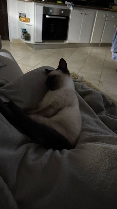 Samsung galaxy tab A7