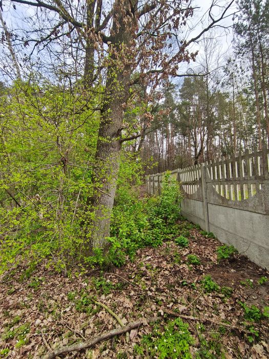 Sprzedam Dęby kłody