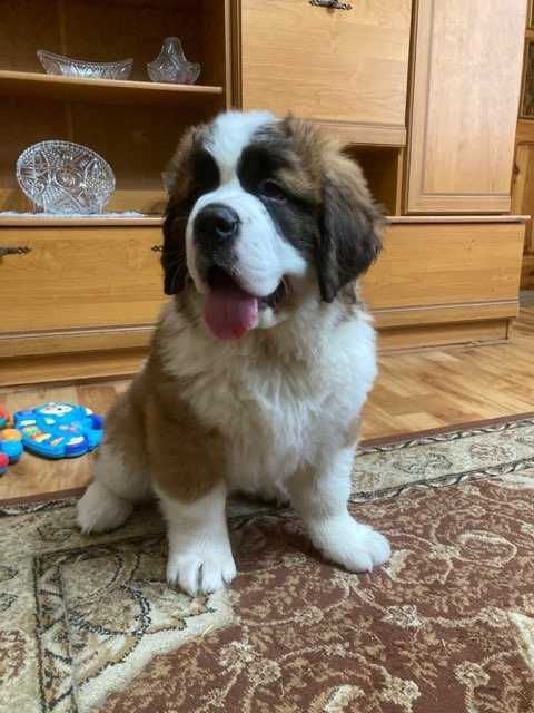 Bernardyn długowłosy- suczka ZKwP