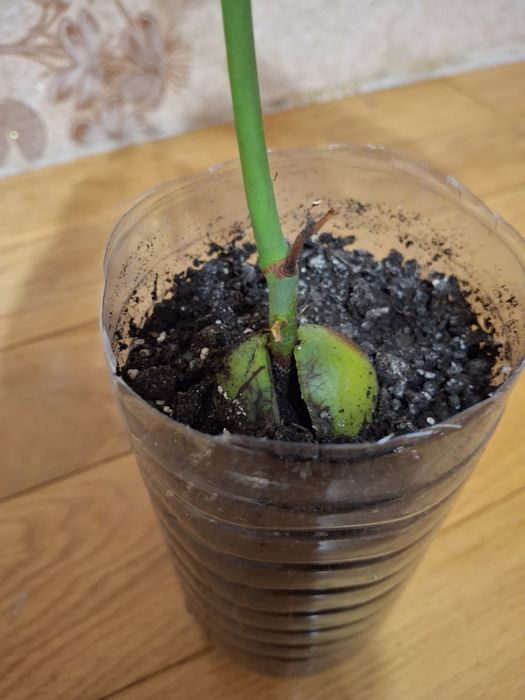 Авокадо кімнатне