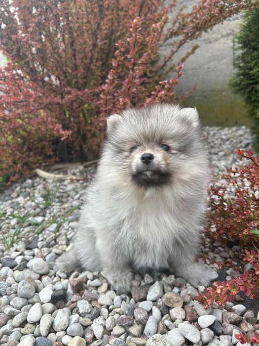 Szpic Miniaturowy Pomeranian*Sunia*