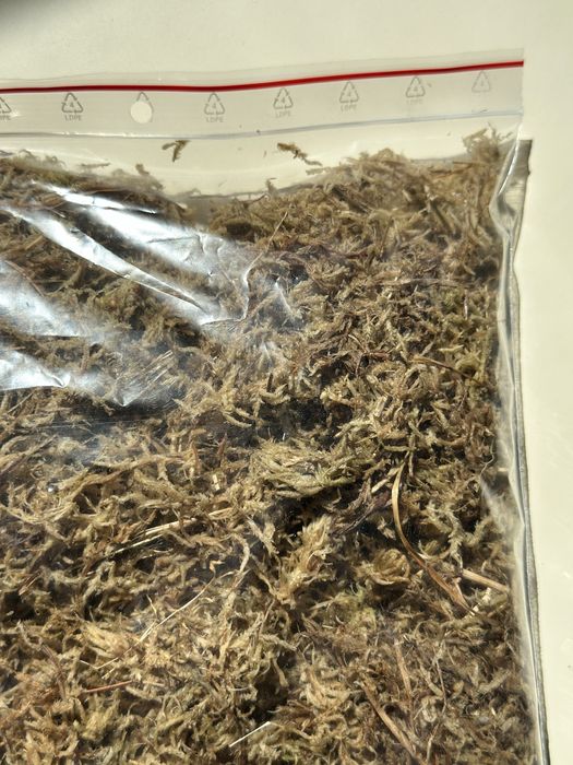 Mech torfowiec - Sphagnum Moss - do palików lub ukorzeniania roślin
