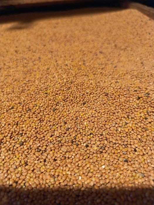 Pszenżyto i proso gierczyckie