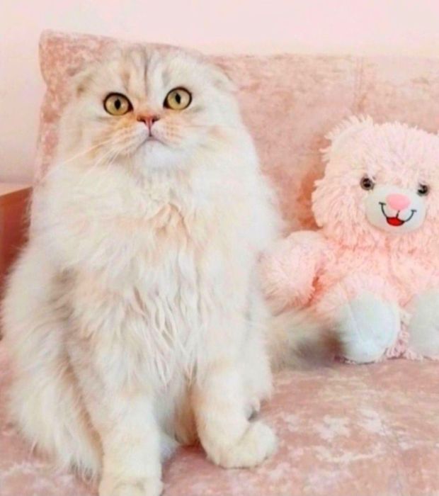 Красавчик шотландик вислоушка Серебристая шиншилла