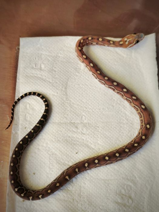 Wąż zbożowy scaleless bez łusek samiczka