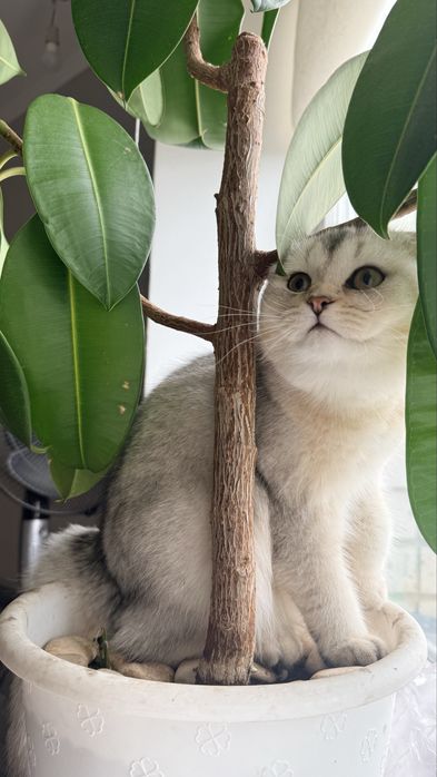Шотладский котёнок, серебристая шиншила девочка