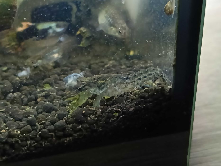 Młode raki Cambarellus texanus.