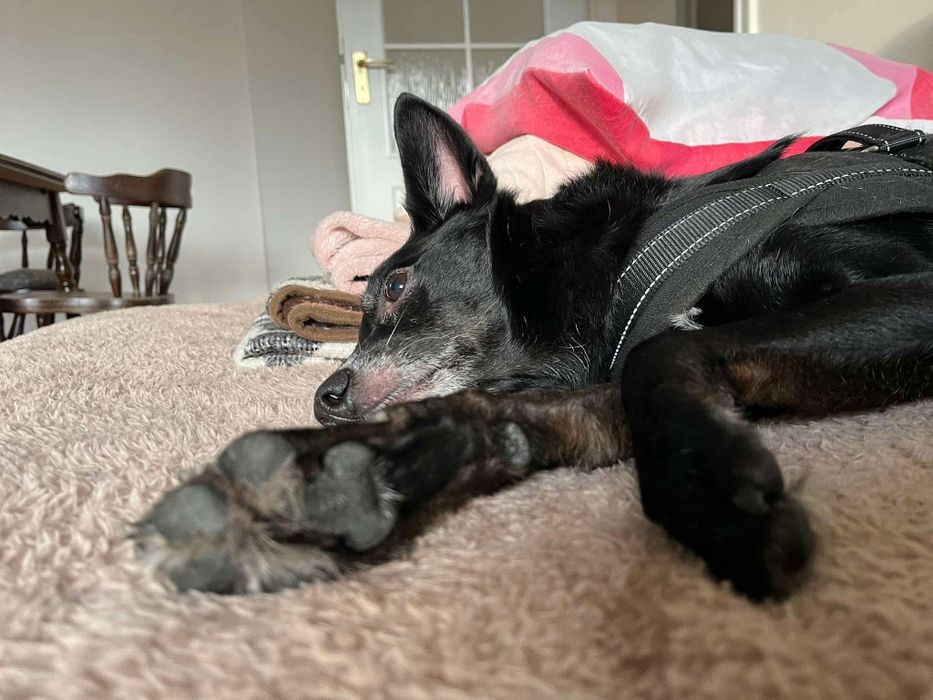 Dziadek traci dom tymczasowy