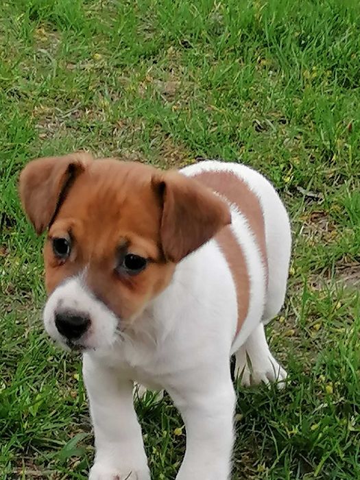 Jack russell terrier
