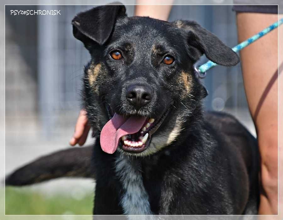 Wspaniały Marco szuka domu