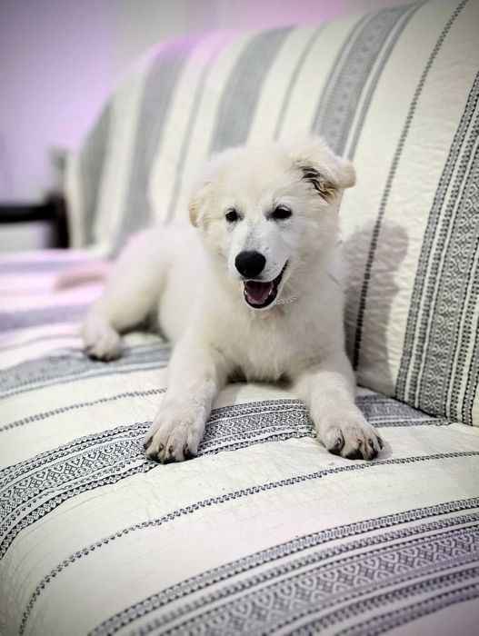 Biały Owczarek Szwajcarski ~ Śnieżnobiała Suczka WYBITNY RODOWÓD FCI ~