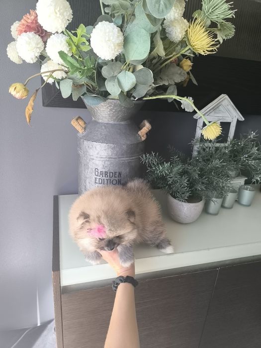 Lulu da Pomerânia. Menina .Ursinha Mini. Lop e Afixo . Russo.