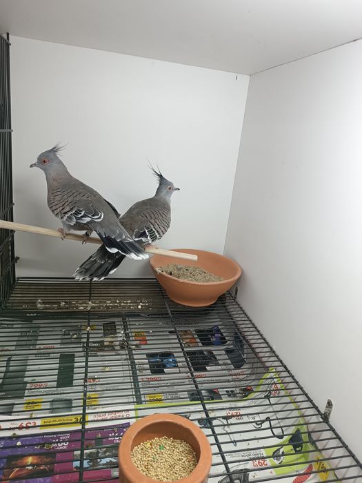 Rolas de Crista . Casal de rolas de Crista Australianas